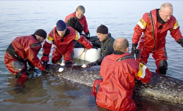 With electrodes attached to the back of a narwhal wearing a tusk jacket, a research team monitors the animal's heart rate at Kakiak Point, Arctic Bay, Baffin Island, Canada. Martin Nweeia is at center in black. (Photo by Gretchen Freund) 