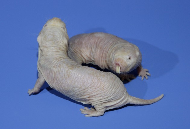 All hail the Naked Mole Rat! | Science Buzz