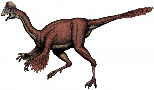 An illustration of Anzu wyliei shows its long, slender ostrich-like neck and hind legs; unlike an ostrich, A. wyliei also had forelimbs that were tipped with large, sharp claws. The new species was identified by a team of Smithsonian scientists in collaboration with the Carnegie Museum of Natural History and University of Utah from three partial skeletons collected from the Hell Creek Formation, providing detailed evidence of North American oviraptorosaurs for the first time. (Illustration courtesy Bob Walters)