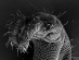 Smithsonian Insider – What is that?! Five Amazing Microscopic Images ...