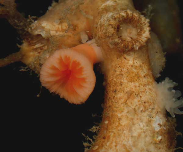 Deep-water solitary coral from off the coast of Georgia. (South Carolina Department of Natural Resources photo)