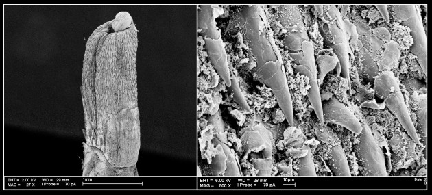 These two scanning electron microscope images show, at left, an entire bat penis, and at right, bat penis spines in close-up. (Images courtesy Ligiane Moras)