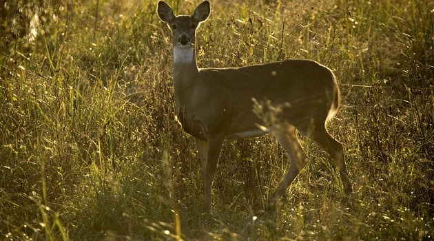 Despite their reputation for destroying plant life, deer can actually make diverse forests stronger. Diverse forests can hide tastier plants by surrounding them with repellant ones. But without deer the benefits of biodiversity drop. (Photo by Steve Hillebrand, U.S. Fish and Wildlife Service)