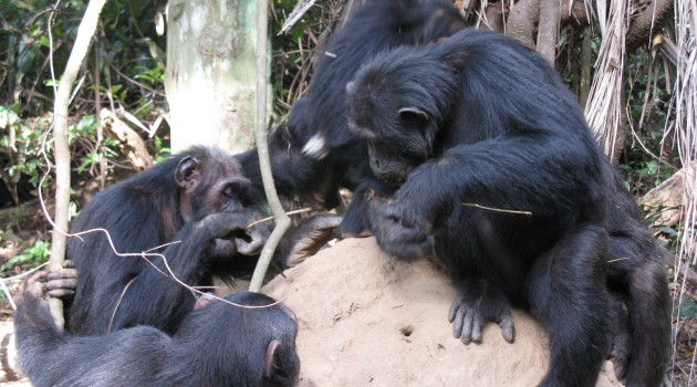 A chimpanzee troop in Gombe National Park, Tanzania, dining on termites that they pull from the mound using long sticks. (Photo by Robert O'Malley)