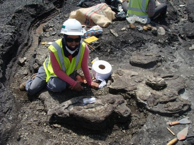 Smithsonian intern Catalina Suarez Gomez excavating a fossil in the Cerrejón coal mine in Colombia.