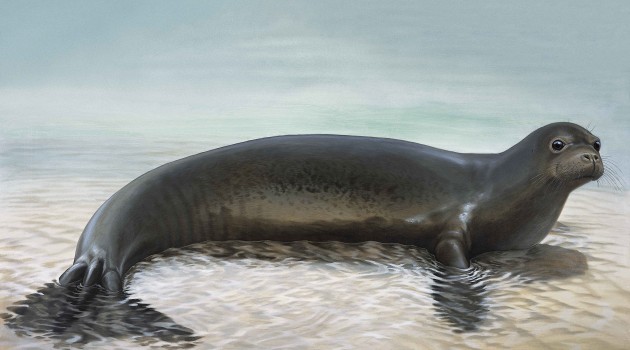 This illustration of the extinct Caribbean Monk seal was done by artist Peter Schouten.
