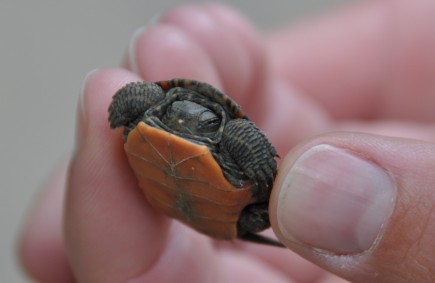 Smithsonian Insider – Turtle Lineage Solved In New Study 