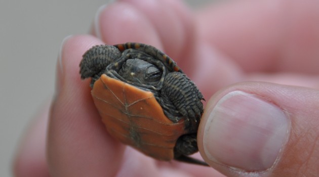 A painted turtle. (Photo by Daniel Field)