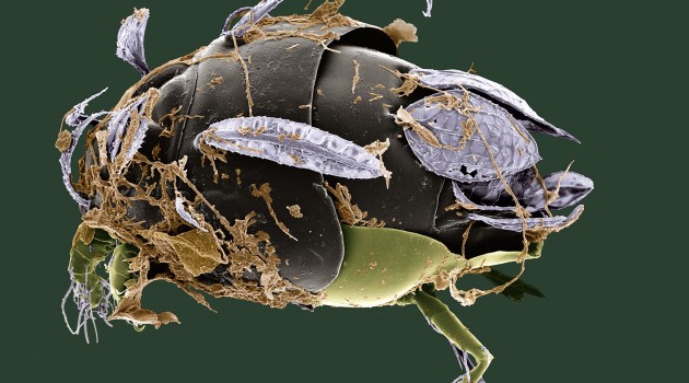 This mite, recently discovered in a coca plantation in Brazil, was named "Excelsotarsonemus tupi" in honor of the Tupi people of Brazil, an indigenous tribe that once inhabited most of Brazil's coastline. Feather-like setae on its body allow it to ride breezes from tree to tree in the forest canopy. It grows brown fungi on its body for food. (Photo courtesy Chris Pooley / Electron & Confocal Microscopy Unit USDA-ARS)