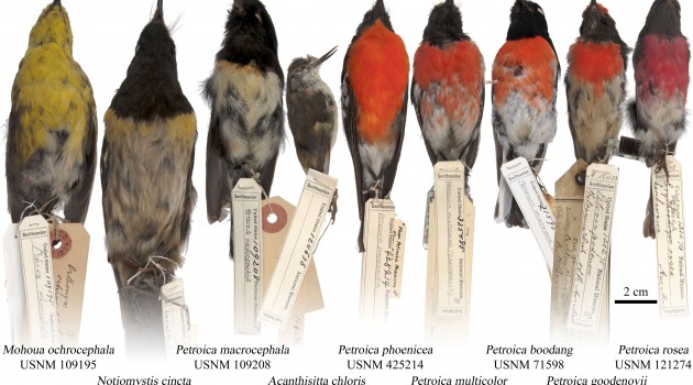 Some of the New Zealand and Australian bird specimens from the collection of the Smithsonian's National Museum of Natural History that were used in the study.