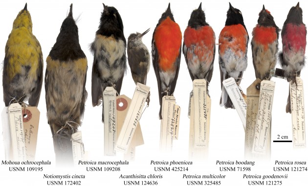 Some of the New Zealand and Australian bird specimens from the collection of the Smithsonian's National Museum of Natural History that were used in the study. 