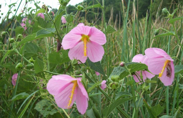 Swamp rose mallow with blades of "Schoenoplectus americanus," a sedge in Drake’s marsh experiment. (SERC photo)