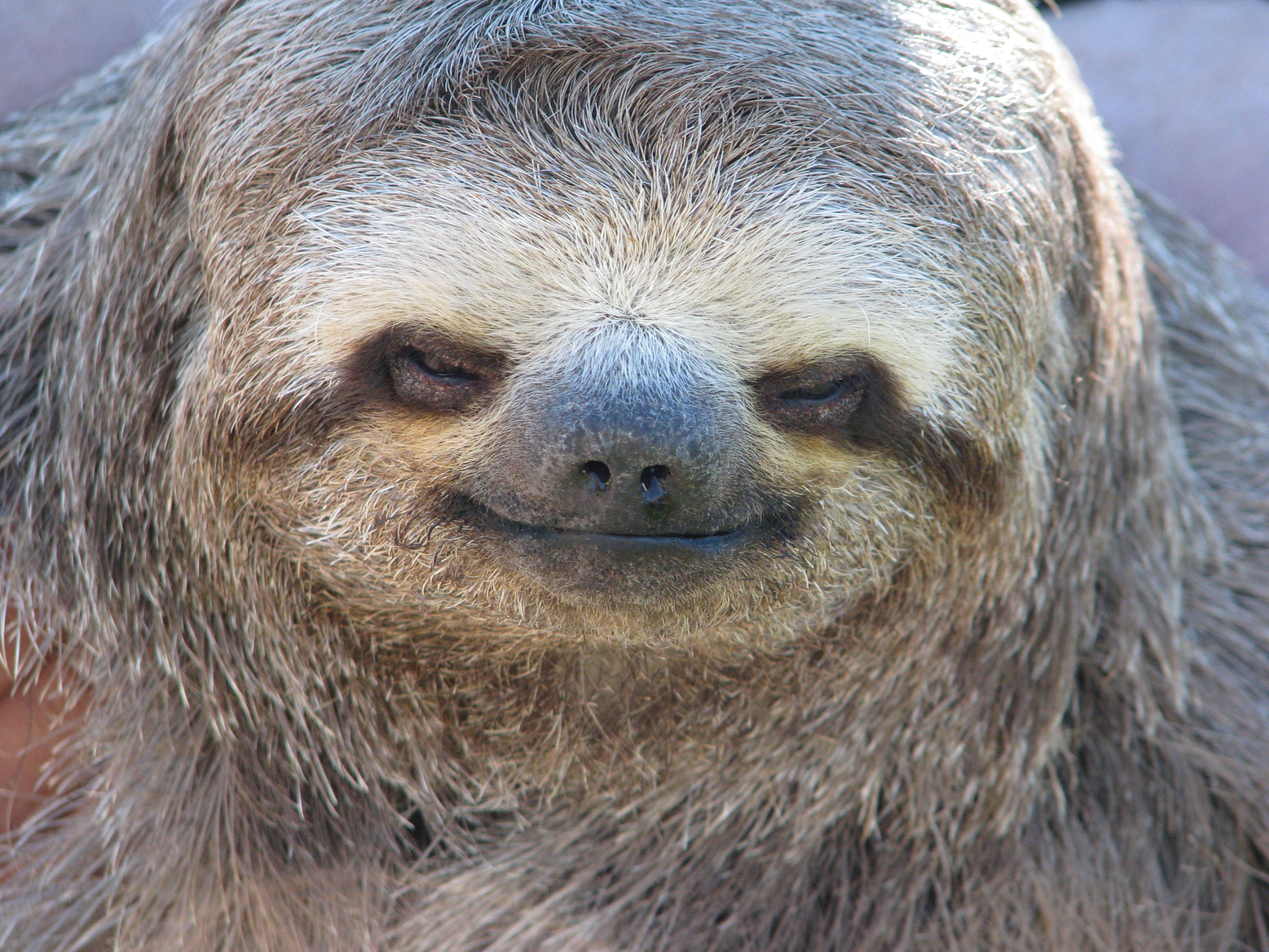 Sloth