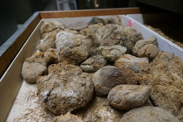 Fossilized excrement from the Shasta ground sloth, "Nothrotherium shastense," in the collection of the Smithsonian's National Museum of Natural History. (Photo by Micaela Jemison)