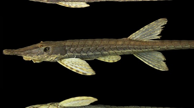 "F. yarigui" belongs to a subfamily of armored catfish and is covered in bony plates that protect it from predators, such as birds and predator fishes.