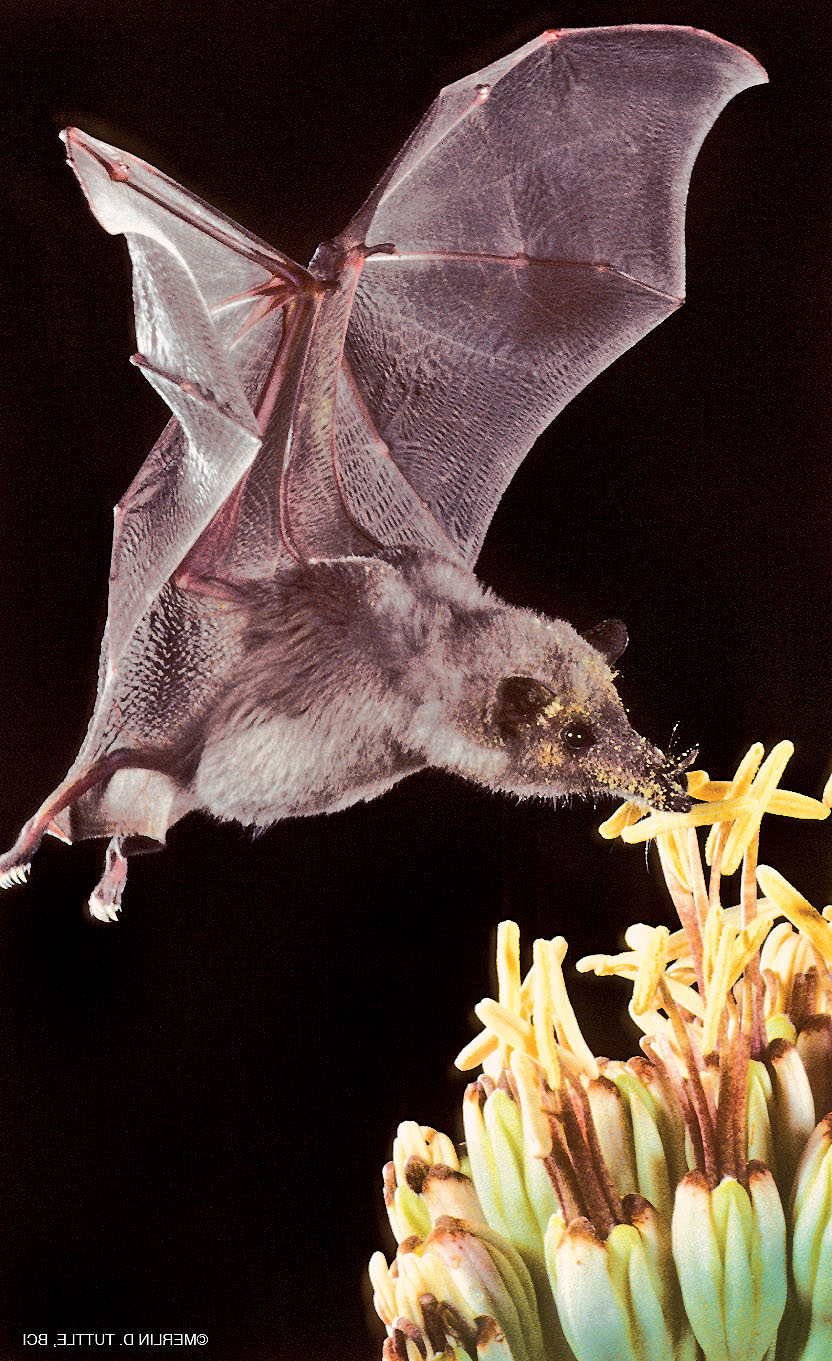 Love Tequila? A Toast To Pollinating Bats! | Smithsonian Insider