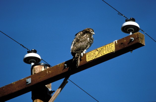 A rough-legged hawk uses a power line pole to survey the landscape for food at the Bosque del Apache National Wildlife Refuge in New Mexico. (By , John and Karen Hollingsworth, USFWS)