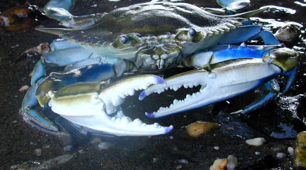 Male blue crabs can mate with multiple females. But with fewer men to go around, their female partners are left with less sperm to reproduce. (SERC image)