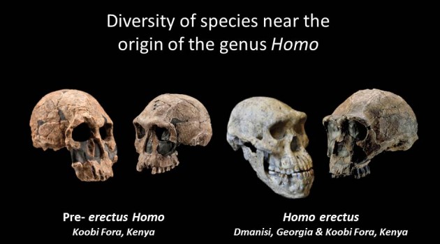 These fossil skulls, representing pre-erectus Homo and Homo erectus, exhibit diverse traits and indicate that the early diversification of the human genus was a period of morphological experimentation. In July 2014, Smithsonian paleoanthropologist Richard Potts and a team of researchers analyzed new scientific data and concluded that the ability of early humans to adjust to changing conditions ultimately enabled the earliest species of Homo to vary, survive and begin spreading from Africa to Eurasia 1.85 million years ago. (Kenyan fossil casts – Chip Clark, Smithsonian Human Origins Program; Dmanisi Skull 5 – Guram, Bumbiashvili, Georgian National Museum)