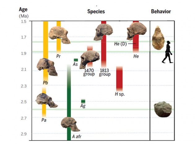 Human Evolution Rewritten: We owe our existence to our ancestor’s ...