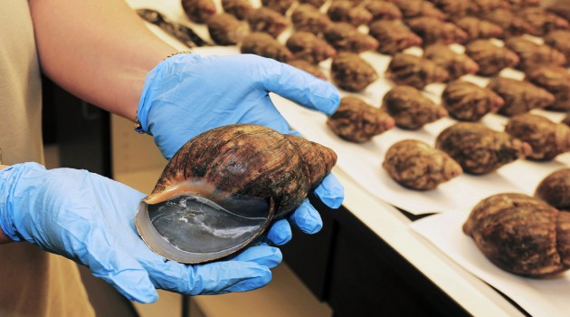 One of 67 live African giant snails intercepted July 1, at Los Angeles International Airport in a shipment from Nigeria. Intended for human consumption the snails are a major crop pest and banned from import into the United States.  (Greg Bartman, United States Department of Agriculture)