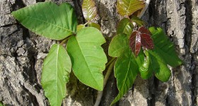 Poison ivy