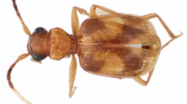 New study focuses on carabid beetles
