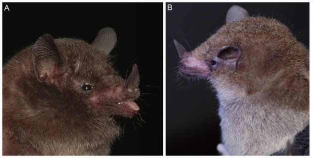 Two other bats that have recently been named as new species include Lonchophylla peracchii (left), and L. bokermanni. (Photo courtesy Ricardo Mortarelli)