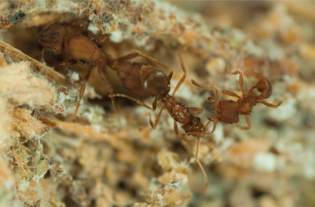 A queen of the parasitic "Mycocepurus castrator" rides on the queen of its host species "M. goeldii" to mask her presence amongst the host worker ants. (Photo by Scott Solomon)