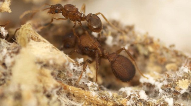 A queen of the parasitic "Mycocepurus castrator" rides on the queen of its host species "M. goeldii"; the pair of ants are surrounded by fungal gardens that the host species grows for sustenance, while the parasite species simply eats without contributing. (Photo by Scott Solomon)