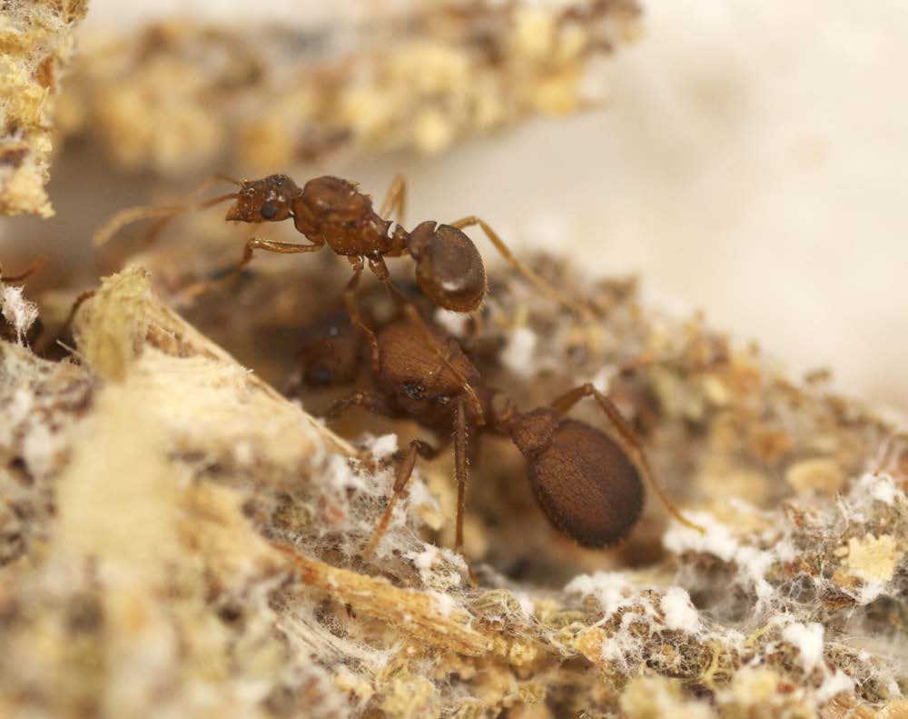 Smithsonian Insider – Deadbeat ant species branched off as parasite ...