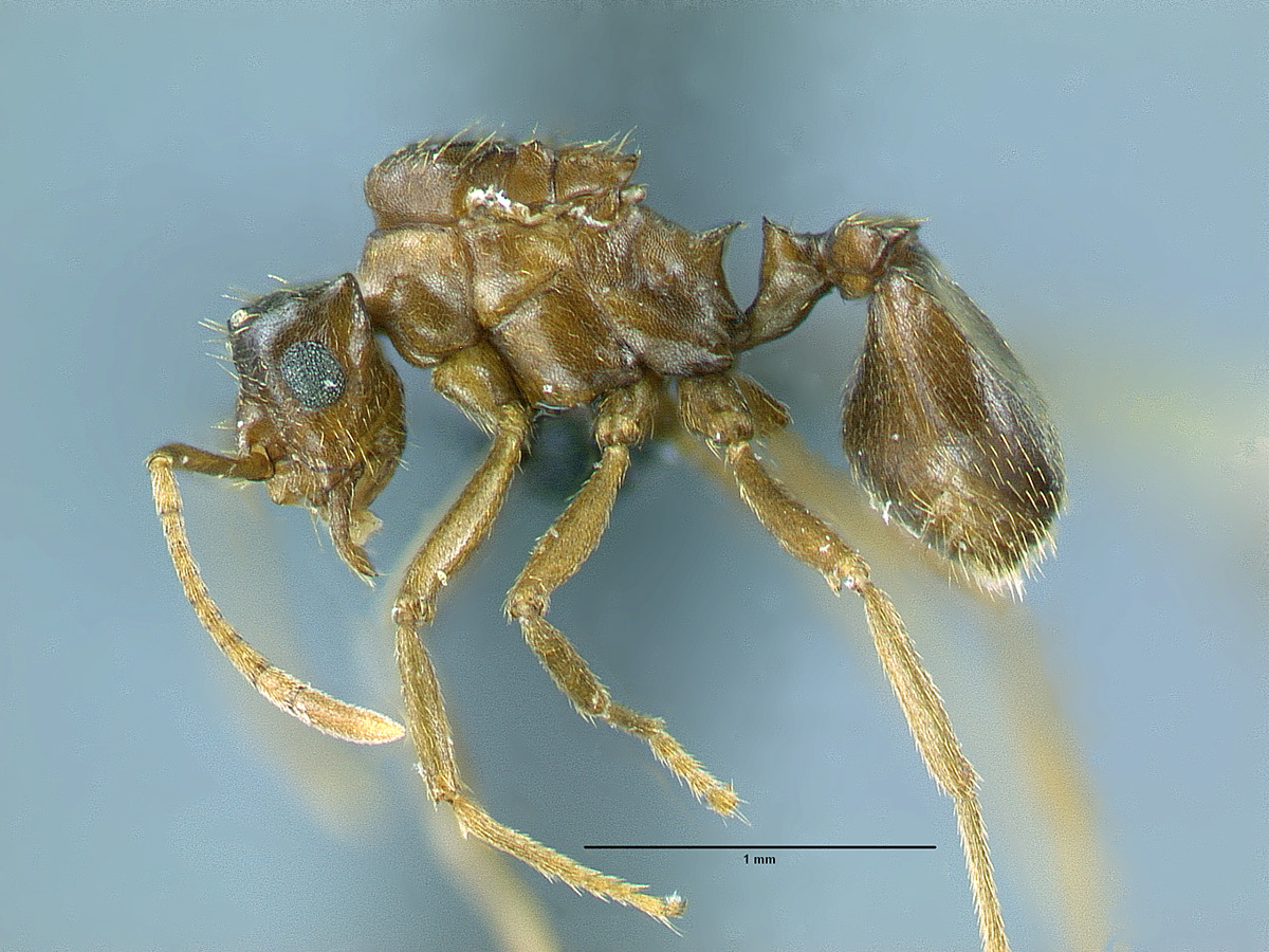 Smithsonian Insider – Deadbeat ant species branched off as parasite ...