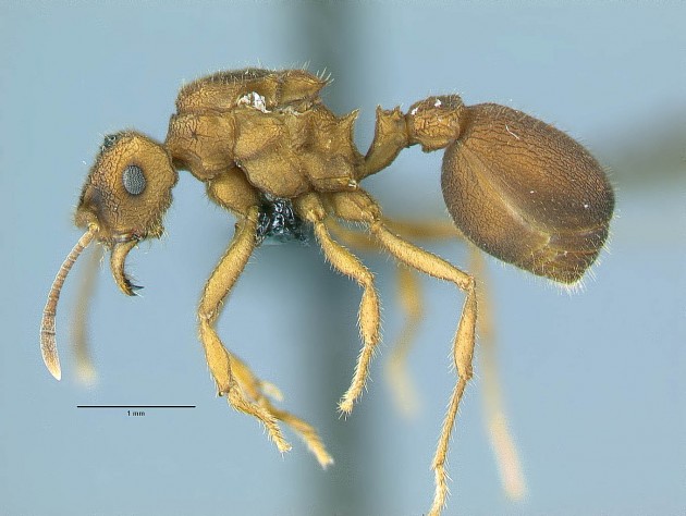 A queen ant of the host species "Mycocepurus goeldii". (Photo by Christian Rabeling, University of Rochester)