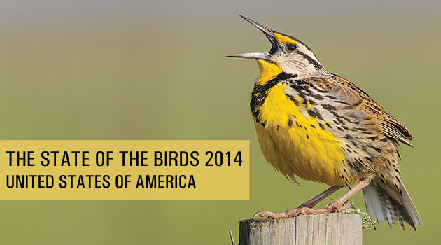 Smithsonian Insider – P11-Eastern-Meadowlark-Vyn-060330-0002 ...