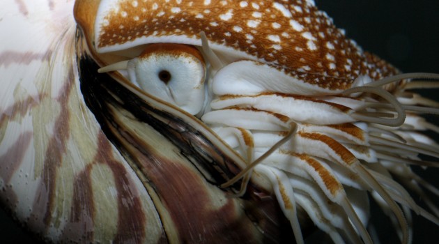 The shell of this nautilus at the Smithsonian's National Zoo clearly shows the deformity that started after it began living in an aquarium. (Photo by Mehgan Murphy)