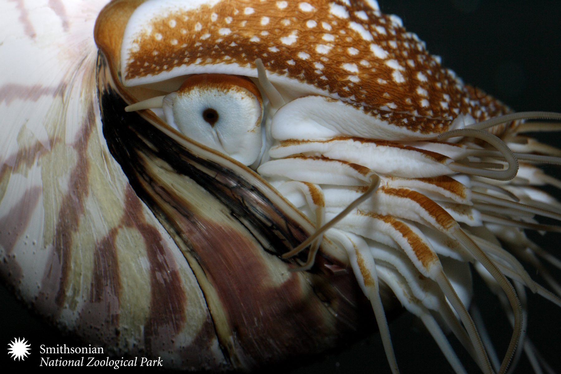 Nautilus Shell Deformity Puzzles Scientists Smithsonian Insider