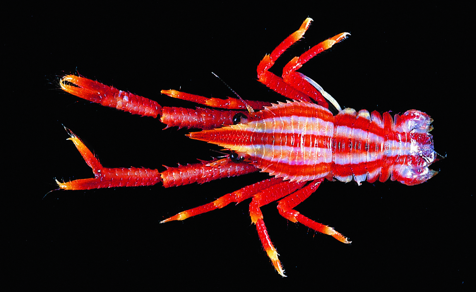 Squat lobsters colorful kings of the ocean floor Smithsonian Insider