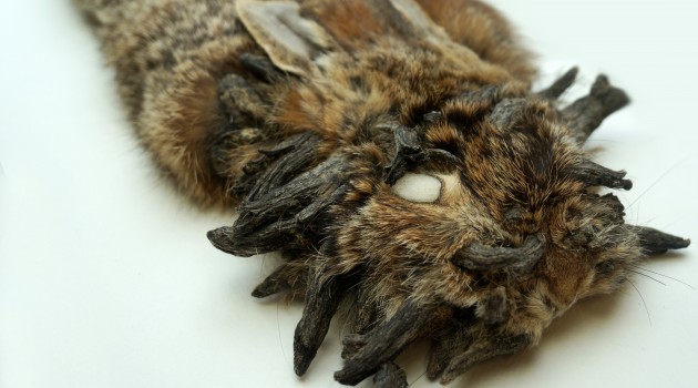 The world’s scariest rabbit lurks within the Smithsonian’s collection