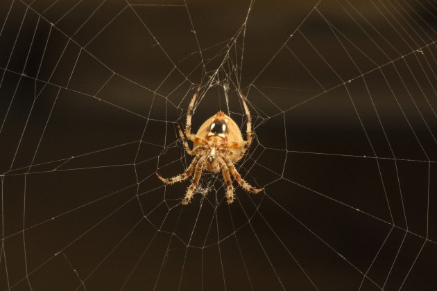 Eight strange but true spider facts | Smithsonian Insider