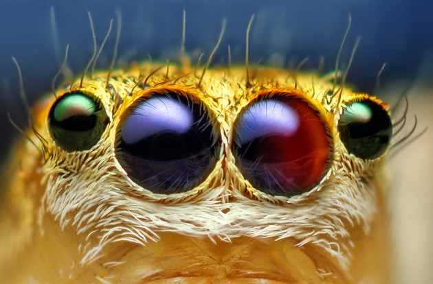 Anterior Median and Lateral Eyes of a Female Jumping Spider, Maevia inclemens. (Photo by: Thomas Shahan)