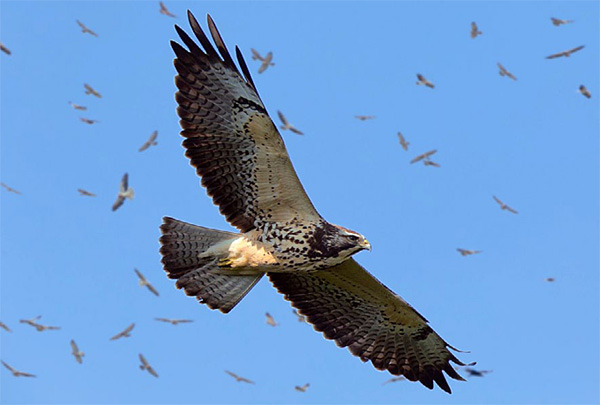 A juvenile Swainson’s hawk flies by Panama City’s Ancon Hill on Sun, Nov. 2 during a record-setting raptor migration. (Photo courtesy Rafael Lau)
