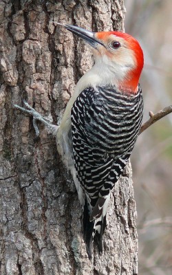 Red bellied woodpecker (Photo by Ken Thomas)