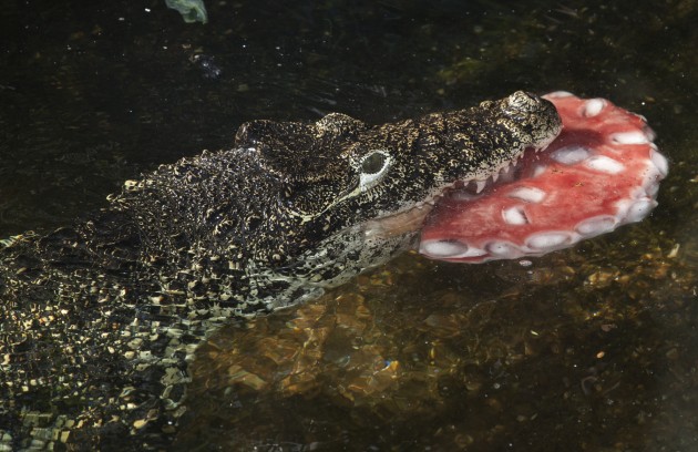 Cuban crocodile 00))Photo Credit: Smithsonian's National Zoo)