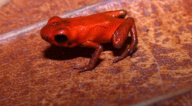 "Andinobates geminisae," a bright orange poison dart frog with a unique call was discovered recently in Donoso, Panama. (Photo by Cesar Jaramillo, Smithsonian Tropical Research Institute)
