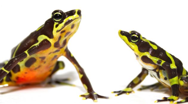 Limosa harlequin frogs (Photo by Brian Gratwicke)