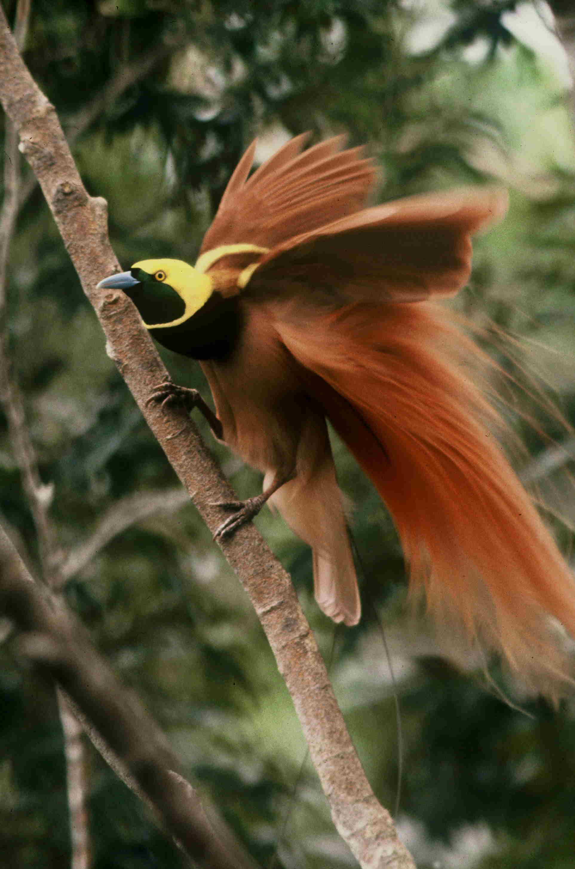 raggiana bird of paradise