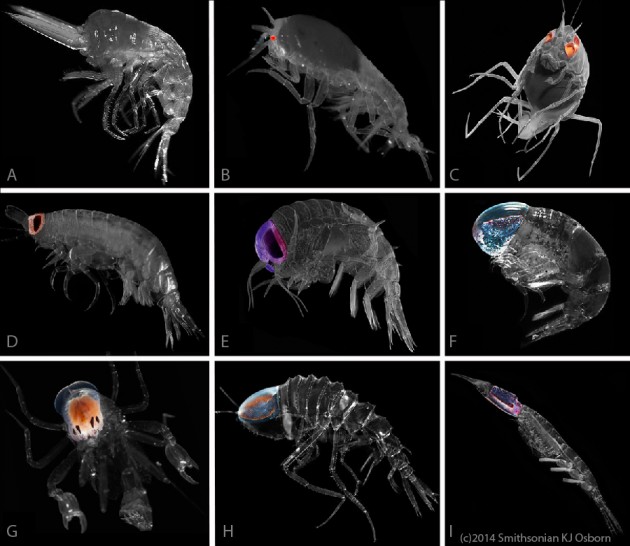 Various hyperiid amphipods with bodies grayed out and eyes in color. A) absent eyes, "Mimonectes"; B) simple eyes, "Lanceola"; C) mirrored pigment cups, "Scypholanceola"; D) single pair of eyes with crystalline optics, "Vibilia"; E) single pair of eyes with crystalline optics and light guides, Hyperia; F. single pair of eyes with upward- and sideways looking portions, "Pronoe"; G) two pairs of eyes, "Phronima"; H) one pair of eyes with thin, diffuse retina sheet, "Cystisoma"; and I) a single, cylindrical eye, "Leptocotis". 