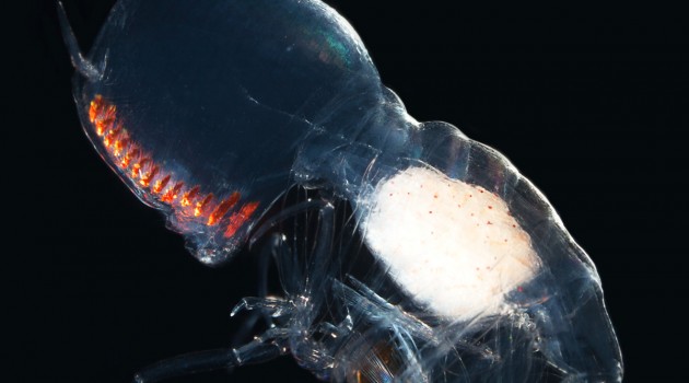 This image is a side view of "Paraphronima gracilis" showing the enormous mostly transparent eyes, row of orange retinas and transparent body with developing gonads (white). (Image by Karen Osborn)