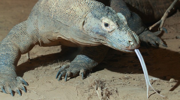 Reptile rejuvenation at National Zoo