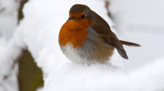 Small birds like this European robin puff up their feathers in order to trap more air in them, which is then warmed by their body heat and keeps the bird toasty on a cold winter morning. (Photo by Tony Hisgett)